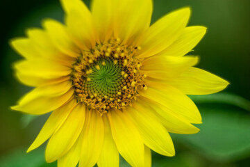 Fototapeta premium Close-Up Shot of a Mini Sunflower's Details