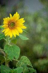 Sun-Kissed Mini Sunflower Macro Image