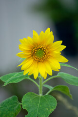 Close-Up of a Mini Sunflower in Bloom