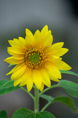 Macro Photography of a Mini Sunflower