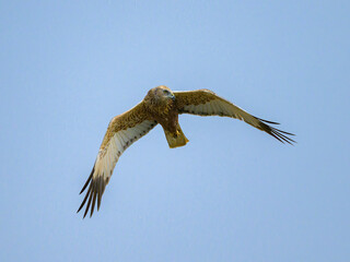 A Western Marsh Harrier flying on a sunny day