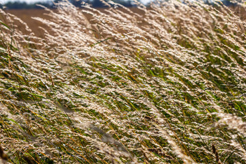 Meadow grass meadow with the tops of stele panicles. Poa pratensis green meadow european grass