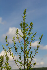 Chenopodium album, edible plant, common names include lamb's quarters, melde, goosefoot, white goosefoot, wild spinach, bathua and fat-hen
