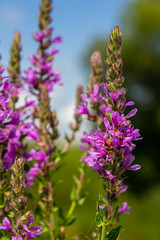 Purple loosestrife Lythrum salicaria inflorescence. Flower spike of plant in the family Lythraceae, associated with wet habitats