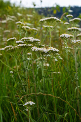 Common yarrow Achillea millefolium white flowers close up, floral background green leaves. Medicinal organic natural herbs, plants concept. Wild yarrow, wildflower © Oleh Marchak