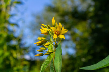 Lysimachia vulgaris flower, the garden loosestrife, yellow loosestrife, or garden yellow loosestrife, blooming in summer