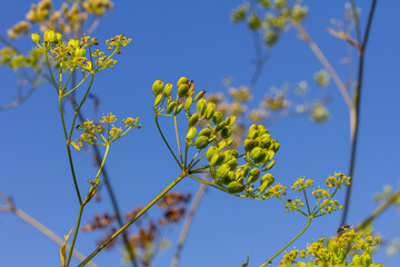 Pastinaca sativa subsp. urens, Pastinaca umbrosa, Apiaceae. Wild plant shot in summer