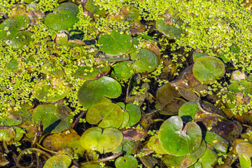 Hydrocharis morsus-ranae, frogbit, is a flowering plant belonging to the genus Hydrocharis in the family Hydrocharitaceae. It is a small floating plant resembling a small water lily