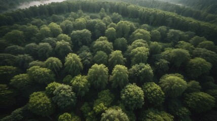 pine trees in the forest