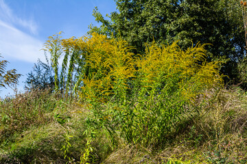 The wild flowers of Solidago altissima in autumn