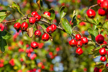 Hawthorn red berries grow on a bush
