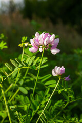 Fototapeta premium Beautiful, delicate white and pink flowers of crown vetch Securigera varia