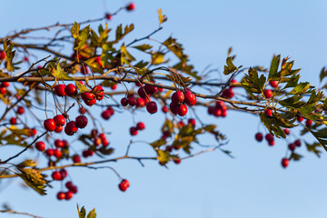 Hawthorn red berries grow on a bush