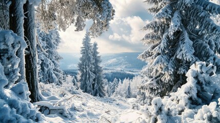 A snowy forest with trees covered in snow