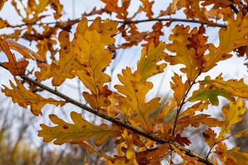 Oak branch with orange leaves in the forest in autumn. Nature background