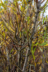Obraz premium Salix purpurea purple willow or osier is a species of Salix native to most of Europe. Purple willow catkin, Salix purpurea