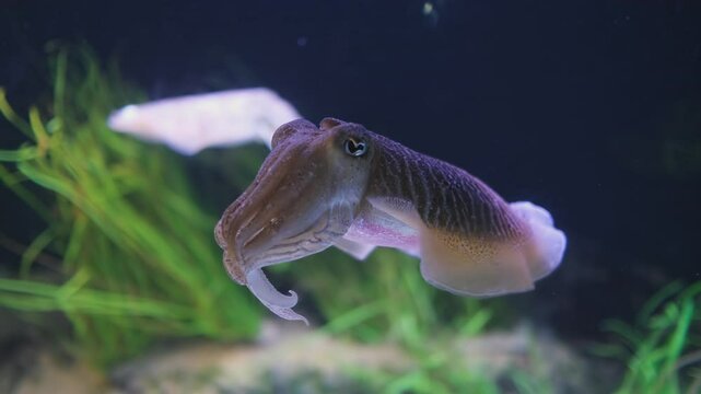 The Common (European) Cuttlefish (Sepia officinalis) underwater in sea - cephalopod, related to squid and octopus