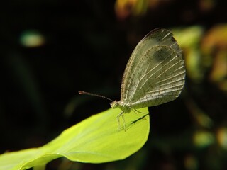 Close-up of delicate white butterfly on vibrant green leaf with soft focus background. Concept of nature, beauty, wildlife, and serenity