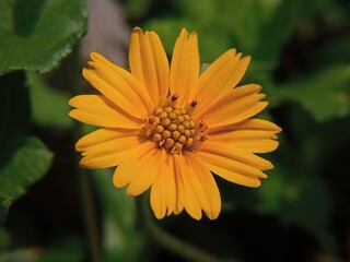 Vibrant Yellow Flower Blooming in Garden, Close-Up Photography