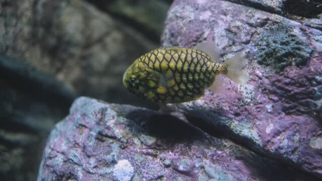 Australian pineapplefish Cleidopus gloriamaris aka mailfish fish underwater in sea