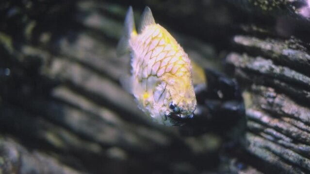 Australian pineapplefish Cleidopus gloriamaris aka mailfish fish underwater in sea