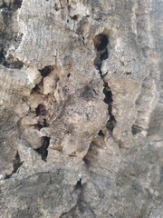 Corteza de un árbol de surcos de color grisáceo