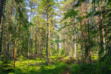 Evergreen Forest Landscape with Diagonal Fallen Pine. Serene Wilderness Scene with Sunlight Filtering Through Trees.