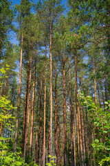 Towering Pine Forest: Nature's Majestic Vertical Landscape. Sunlit Coniferous Trees Reach Skyward in Lush Woodland Scene