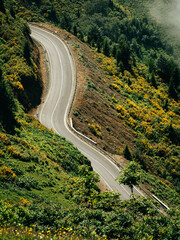 Winding mountain road in Gomismta, Georgia, surrounded by vibrant yellow wildflowers and lush greenery, offering a scenic route through the hills.