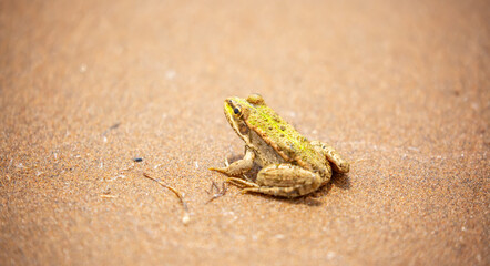 The frog sits on the sand on the shore of the lake. Beautiful wildlife landscape with place for text. The concept of protecting wildlife and ecology.