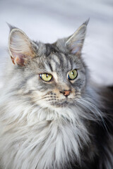 Porträt einer silber-tabby Maine Coon Katze