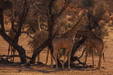 Group of desert Giraffes 4580