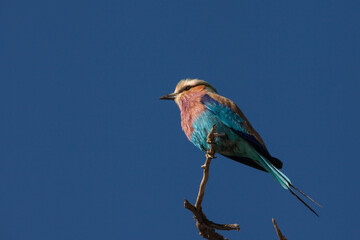 Lilac-breasted Roller Coracias caudatus 4735
