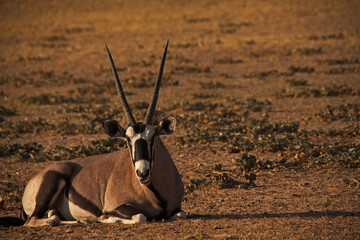 Single Kalahari Oryx 4614