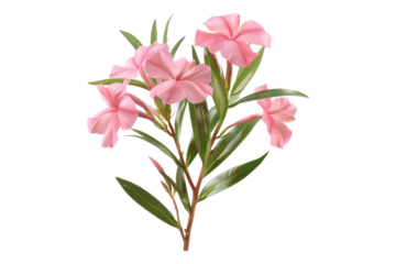 Pink oleander flower isolated on transparent background