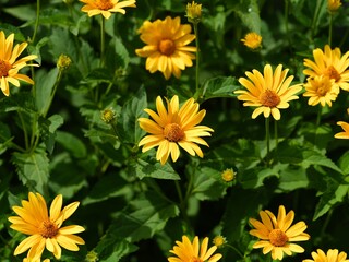 Yellow Heliopsises flowering in nature