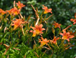 Orange day lilies flowering in nature