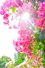 初夏の日差しを浴びる満開のピンクローズ
