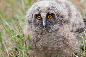 great horned owl
