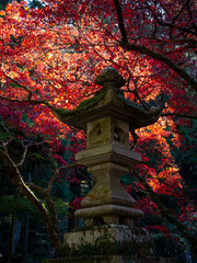 秋の大雄山最乗寺　石灯籠と紅葉（日本神奈川県南足柄市）