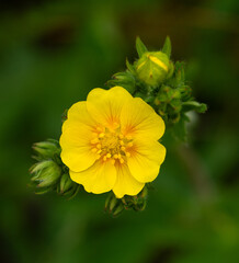 closeup of yellow buttercup flower