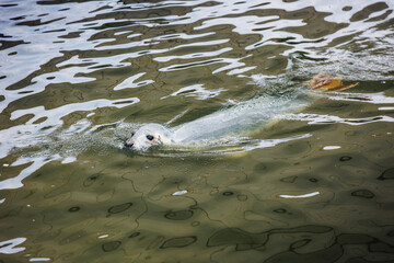 Naklejka premium Seal swimming in the water