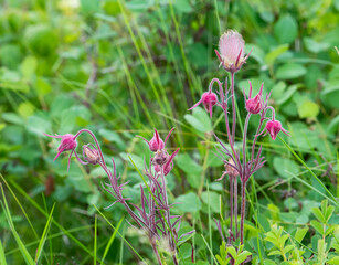 three flowered avens blooming in the meadow