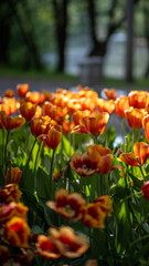 Soft focus on red white national holland tulip growing in public park. Delicate, elegant plant in sunshine sunlight. Growth of blooming flower with opening bright petals