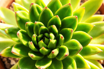Fototapeta premium Detailed top view of fresh sunlit green succulent flower. Gardening and house plants