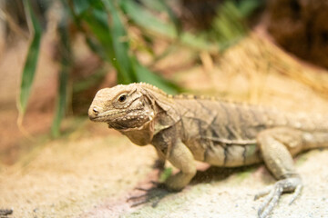 Lizard in terrarium, background of wild iguana