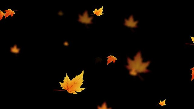 animated leaf falling. autumn maple leaves fall, video footage animation on alpha channel background.