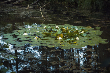 Lilie wodne w stawie