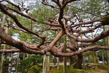 Traditional Japanese Garden, Kenrokuen Garden in Kanazawa, Ishikawa, Japan - 日本 石川 金沢 兼六園 日本庭園