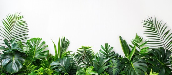 Tropical foliage casting natural shade on white textured backdrop, ideal for enhancing product displays, backgrounds, and mockups with a summery theme